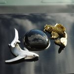 golden koi with silver shark